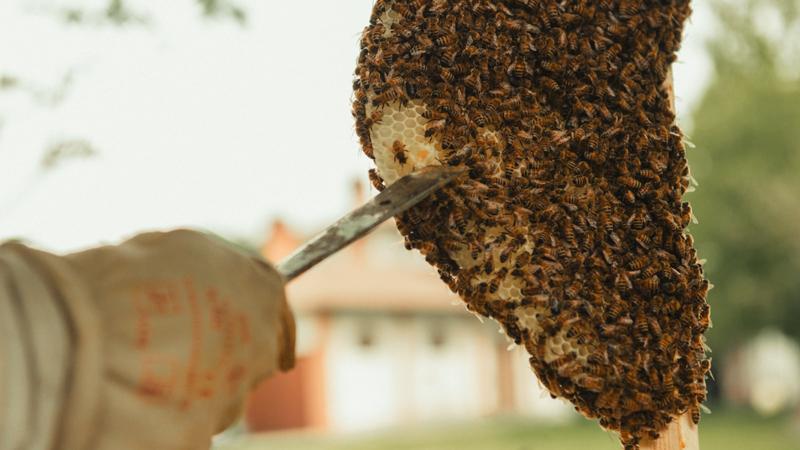 Cadru cu miere și albine — primul an pornește cu 5 rame sănătoase