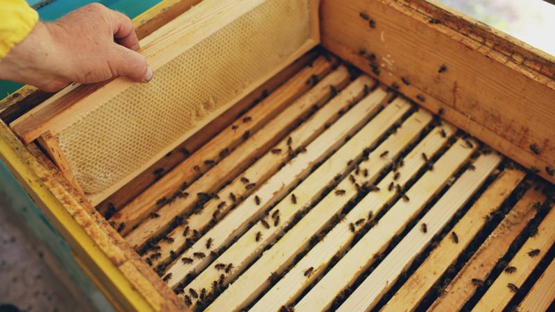 Apicultor inspectează un cadru în stupină primăvara — revizia la 10–12°C
